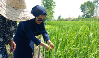 تغذیه اصولی شالیزارها و پیش‌آگاهی از بیماری بلاست در مدیریت تولید برنج