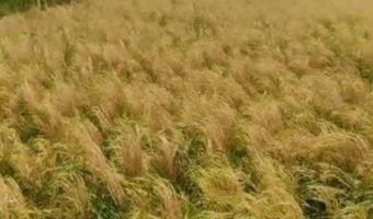 ثبت عملکرد ۶ تنی رقم «توکا» در نخستین برداشت مزرعه الگویی رودسر