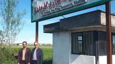احیای اقتصاد و اکولوژی شالیزارهای برنج پس از برداشت