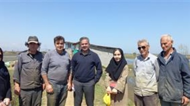 کشاورزی پایدار؛ مسیر تثبیت تولید در شالیزارهای گیلان