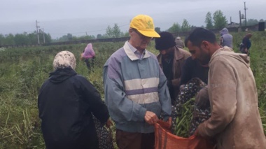 تحقق الگوی موفق کشت دوم در گیلان؛ گامی موثر در راستای بهره‌وری پایدار شالیزارها؛