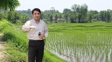 حضور محققان موسسه تحقیقات برنج کشور در شفت برای بررسی طغیان بی‌سابقه جمعیت نوعی قورباغه درختی
