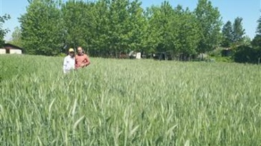 کشت سوم در شالیزارهای گیلان با هدف بهره‌وری بیشتر از اراضی کشاورزی