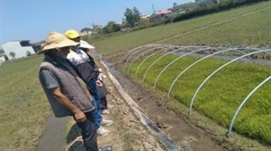 تداوم پایش خزانه‌ها و مزارع برنج گیلان در راستای اجرای طرح جهش تولید برنج