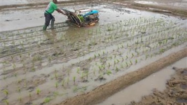 کشت مکانیزه برنج در بستر تحقیقات با هدف ارتقای بهره‌وری