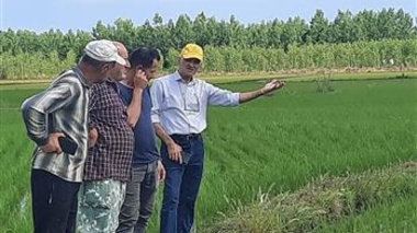 پایش میدانی مزارع برنج بندرانزلی در راستای اجرای طرح جهش تولید