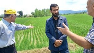 پایش فنی مزارع برنج شفت با تأکید بر تغذیه گیاهی و مدیریت غیرشیمیایی آفات