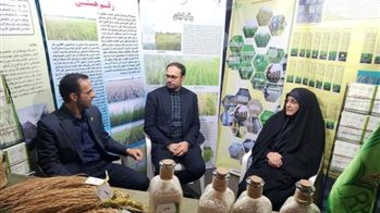 استقبال چشمگیر شالیکاران از رقم «هستی» در میز خدمت کشاورزی