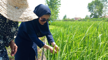 تغذیه اصولی شالیزارها و پیش‌آگاهی از بیماری بلاست در مدیریت تولید برنج