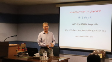 کشت دوم در شالیزار گامی در مسیر کشاورزی پایدار و امنیت غذایی