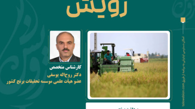 برداشت کم‌تلفات برنج با رعایت اصول فنی و تنظیم صحیح کمباین