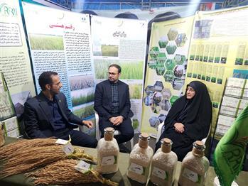 استقبال چشمگیر شالیکاران از رقم «هستی» در میز خدمت کشاورزی
